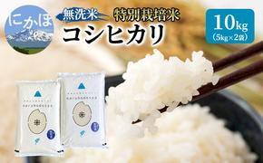 米 無洗米 令和6年産 特別栽培米コシヒカリ5kg×2 お米