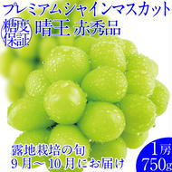 2025年予約受付中 プレミアムシャインマスカット晴王 1房約750g 人気 岡山県産 赤秀品 種無し 皮ごと食べる みずみずしい フレッシュ 晴れの国 おかやま 果物大国 ハレノフルーツ