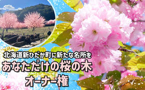 ＜ 北海道 新ひだか町 に新たな 桜 の 名所 を ＞ あなた だけの 桜の木 オーナー 権 八重桜 キャンプ BBQ バーベキュー 三石 まつもと牧場