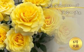 バラ フレグランスローズ ラルーチェ 6号 大苗 花 薔薇