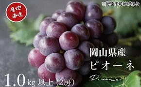 厳選 ニューピオーネ 2房 合計1.0kg以上 産地直送 朝採れ ぶどう 葡萄 Kawahara Green Farm 岡山県産 2025年