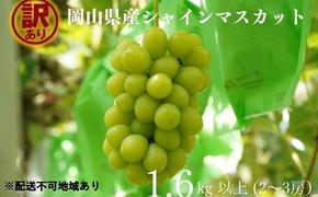 訳あり シャインマスカット 2～3房 合計1.6kg以上 産地直送 朝採れ ぶどう 葡萄 シャイン マスカット 岡山 Kawahara Green Farm 岡山県産 2025年