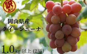 訳あり クイーンニーナ 2房 合計1.0kg以上 産地直送 朝採れ ぶどう 葡萄 岡山 Kawahara Green Farm 岡山県産 2025年