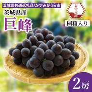 【先行予約】【お中元】巨峰 桐箱入り 2房（茨城県共通返礼品：かすみがうら市）（CD182）