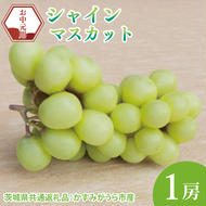 【先行予約】【お中元】シャインマスカット1房（茨城県共通返礼品：かすみがうら市）（CD177）