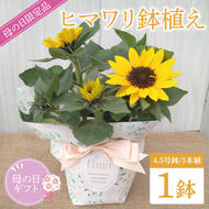 【母の日ギフト】【遅れてごめんね】ヒマワリ鉢植え　1鉢入り｜ひまわり ヒマワリ 花 お花 鉢植え 母の日 母の日ギフト ギフト 贈り物 プレゼント 茨城県 行方市(EH-23)