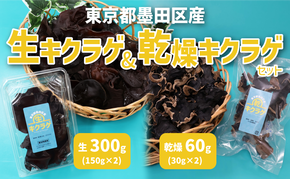 東京都墨田区産 生キクラゲ300g(150g×2パック)、乾燥キクラゲ60g(30g×2袋) 食品 野菜 きのこ キノコ きくらげ キクラゲ 木耳 純国産 新鮮 サラダ 和え物 炒め物 鍋