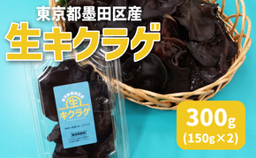 東京都墨田区産　生キクラゲ300g（150g×2パック）　食品 野菜 きのこ キノコ きくらげ キクラゲ 木耳 純国産 新鮮 プリプリ 肉厚 サラダ 和え物 炒め物 鍋