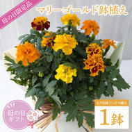 【母の日ギフト】【遅れてごめんね】マリーゴールド鉢植え　1鉢入り｜マリーゴールド 花 お花 鉢植え 母の日 母の日ギフト ギフト 贈り物 プレゼント 茨城県 行方市(EH-24)