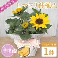【母の日ギフト】【遅れてごめんね】ヒマワリ鉢植え　干し芋のセット｜ひまわり ヒマワリ ほしいも 干し芋 ほし芋 花 お花 鉢植え 母の日 母の日ギフト ギフト 贈り物 プレゼント 茨城県 行方市(EH-25)