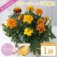 【母の日ギフト】【遅れてごめんね】マリーゴールド鉢植え　干し芋のセット｜マリーゴールド ほしいも 干し芋 ほし芋 花 お花 鉢植え 母の日 母の日ギフト ギフト 贈り物 プレゼント 茨城県 行方市(EH-26)