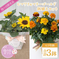 【母の日ギフト】【遅れてごめんね】ヒマワリとマリーゴールドの鉢植え　計3鉢入り｜ひまわり ヒマワリ マリーゴールド 花 お花 鉢植え 母の日 母の日ギフト ギフト 贈り物 プレゼント 茨城県 行方市(EH-27)