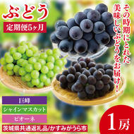【先行予約】【2025年8月より発送開始】【5ヶ月定期便】ぶどうの定期便5か月　500g×1房（茨城県共通返礼品：かすみがうら市産）｜ぶどう 果物 フルーツ くだもの 定期便 フルーツ定期便 共通返礼品 先行予約 数量限定 茨城県 かすみがうら市産 大子町(CD151)
