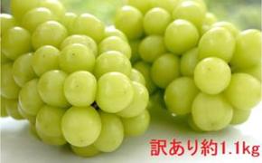 (地域・期間限定)訳あり YANAGISAWA FRUITS GARDENの シャインマスカット 約1.1kg 果物 ぶどう フルーツ おやつ デザート 食後 秋の味覚 産地直送 長野県産 有機肥料