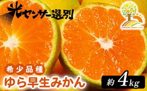 ゆら早生 みかん 濃厚な味わい 約4kg 希少品種《有機質肥料100％》極早生 ｜ 由良 ゆら 早生 わせ 柑橘 果物 くだもの フルーツ 和歌山 有田 ※2025年10月上旬～10月下旬頃に順次発送予定 ※北海道・沖縄・離島への配送不可