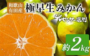こだわりの極早生みかん 約2kg 農家直送 有機質肥料100% サイズ混合 ｜ みかん 極早生 早生 柑橘 果物 くだもの 果実 フルーツ 和歌山 有田 ※北海道・沖縄・離島への配送不可 ※2025年9月下旬～10月中旬頃に順次発送予定