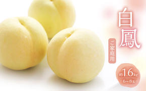桃 2025年 数量限定 白桃 白鳳 約1.6kg 6～8玉 ご家庭用 フルーツ 果物 岡山 赤磐市産