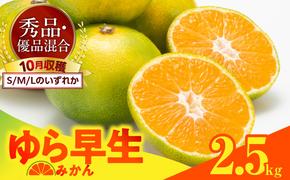 MK1057_【2025年先行予約】ゆら早生 みかん 箱込 2.5kg ( 内容量 2.3kg ) S M Lサイズのいずれか 秀品 優品 混合 有田みかん 和歌山県産