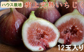 【ハウス栽培】和歌山県産樹上完熟いちじく12玉入り ※2025年8月上旬～10月上旬頃に順次発送予定 ※北海道・沖縄・離島への配送不可