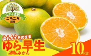 MK1062_【2025年先行予約】ゆら早生 みかん 山から直送 箱込 10kg ( 内容量 9.2kg ) 採れたてそのままごろごろ規格 有田みかん 和歌山県産