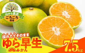 MK1063_【2025年先行予約】ゆら早生 みかん 山から直送 箱込 7.5kg ( 内容量 6.8kg ) 採れたてそのままごろごろ規格 有田みかん 和歌山県産