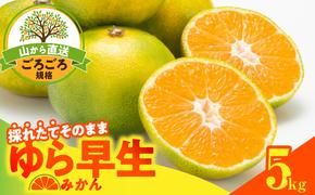 MK1064_【2025年先行予約】ゆら早生 みかん 山から直送 箱込 5kg ( 内容量 4.4kg ) 採れたてそのままごろごろ規格 有田みかん 和歌山県産