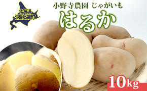 じゃがいも はるか 10kg しっとり 甘い 10月初旬～12月中旬ごろお届け カレーライス 肉じゃが 産地直送 お取り寄せ 国産 小野寺農園 北海道 洞爺湖町
