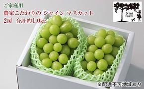 ぶどう 2025年 先行予約 [平均糖度20度] ご家庭用 農家こだわりの シャイン マスカット 2房 合計約1.0kg ブドウ 葡萄 岡山県産 国産 フルーツ 果物 [ Nini farm 農家 直送 ]