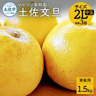 マルツジ果樹園の土佐文旦 家庭用(中玉) 約1.5kg 1.5キロ 2Lサイズ 3個入り ぶんたん ブンタン フルーツ 柑橘 みかん 果物 くだもの 柑橘類 デザート ご自宅用 ご家庭用 お取り寄せ 国産
