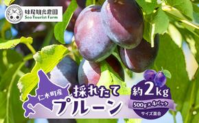 [先行受付/2025年] 仁木町の採れたて「サンプルーン」2kg［妹尾観光農園］【 北海道 仁木 果物 フルーツ プルーン 】