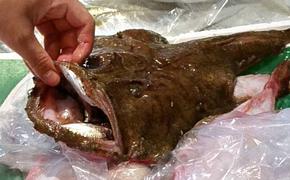 鮮度抜群！魚屋のアンコウ 魚介類 鍋セット 海鮮鍋 切り身 1kg 新鮮 海鮮 ギフト 冬 鍋