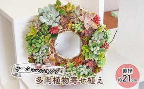 多肉 寄せ植え サークルハンキング  植物 アレンジ 丸型リース 植物 インテリア ガーデン