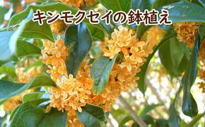 苗木 キンモクセイ 鉢植え 白プラ鉢 植物 ガーデン インテリア ※配送不可:北海道、沖縄、離島