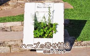 植物 ハーブ 寄せ植え 額縁プランター ガーデン インテリア