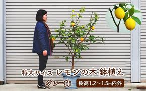 苗木 レモン 特大サイズ レモンの木 鉢植え グレー鉢 1個 植物 ガーデン ※配送不可:北海道、沖縄、離島