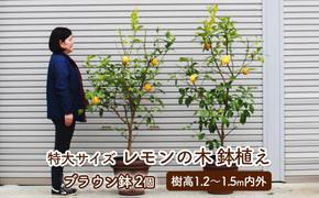 苗木 レモン 特大サイズ レモンの木 鉢植え ブラウン鉢 2個 植物 ガーデン ※配送不可:北海道、沖縄、離島