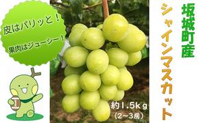 シャインマスカット 約1.5kg 2房～3房 柳澤果樹園 ぶどう 長野 マスカット ブドウ フルーツ 果物 シャイン【 果物類 】 葡萄 