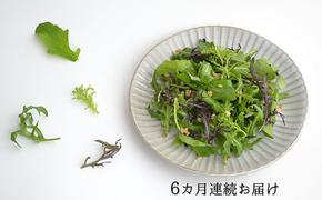 定期便 6回 国産 ハーブ 野菜 詰め合わせ 約 450g 4種 8袋 セット × 6ヶ月 お届け ルッコラ 約 50g × 3袋 リーフトマト 赤からし菜 約 50g × 2袋 リーフマスタード からし菜 約 50g × 2袋 セルバチコ 約 100g × 1袋 水菜 野菜 サラダ 新鮮 産地直送 農家直送 イタリアン フレンチ 洋食 毎月発送 静岡県 藤枝市 [205706]