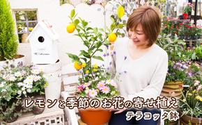 レモンの木 花 寄せ植え 5～6種類 レモンと季節のお花 テラコッタ鉢 植物 ガーデン インテリア ※配送不可:北海道、沖縄、離島