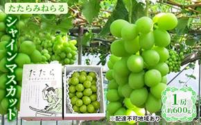 【限定300個】【2025年先行予約】 ぶどう 岡山県産 たたらみねらる シャインマスカット 1房(約600g) 《2025年8月下旬-10月下旬頃出荷》 葡萄 ブドウ フルーツ 果物 スイーツ 数量限定 期間限定 岡山 里庄町 10000円