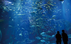 男鹿水族館GAOペア入館券