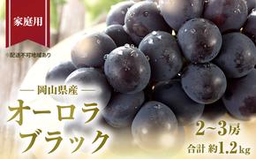 ぶどう 2025年 先行予約 ご家庭用 オーロラブラック 2～3房 合計約1.2kg ブドウ 葡萄  岡山県産 国産 フルーツ 果物 ギフト