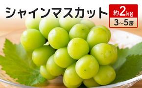 シャインマスカット 約2kg 3～5房 宮原ぶどう園 ぶどう 長野 マスカット ブドウ フルーツ 果物 シャイン 果物類 