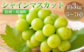 シャインマスカット 約3kg 5～7房 宮原ぶどう園 ぶどう 長野 マスカット ブドウ フルーツ 果物 シャイン【 果物類 】 葡萄 