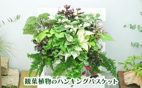 観葉植物のハンギングバスケット