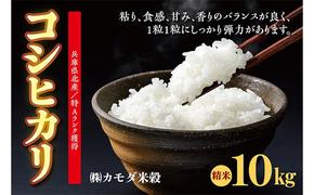 米 令和6年産 兵庫県北産 こしひかり 10kg [ お米 白米 精米 おこめ コメ ]