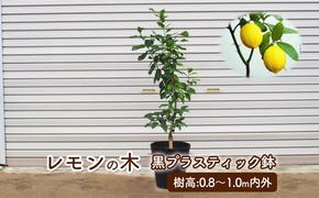 苗木 鉢植え レモンの木 黒プラスティック鉢 直径27cm 植物 ガーデン インテリア ※配送不可:北海道、沖縄、離島