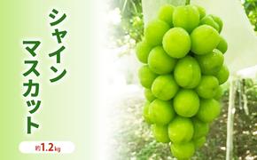 シャインマスカット 贈答用 約1.2kg 2房程度 長野 坂城町産 ぶどう K＆Y農園 ブドウ フルーツ 果物 シャイン【 果物類 】 