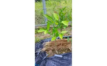 ZE6475_苗木 みかん 2年生【宮川早生】 1本セット