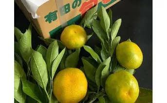 BF6040n_【2025年先行予約】【数量限定】 ゆら早生みかん 5kg 赤秀 ２Sサイズ